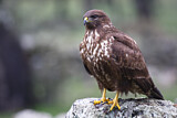 Image. Common Buzzard