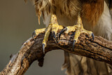 Image. Common Buzzard