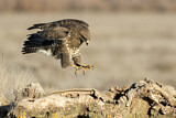 Image. Common Buzzard