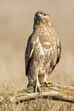 Image. Common Buzzard