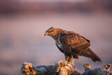 Image. Common Buzzard