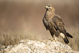 Image. Common Buzzard