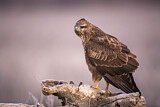 Image. Common Buzzard