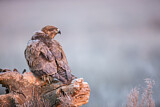 Image. Common Buzzard