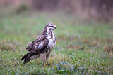 Image. Common Buzzard