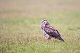Image. Common Buzzard