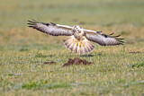 Image. Common Buzzard