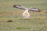 Image. Common Buzzard