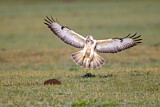 Image. Common Buzzard
