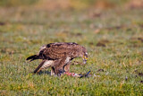 Image. Common Buzzard