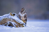 Image. Common Buzzard