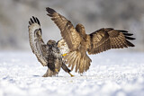 Image. Common Buzzard