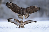 Image. Common Buzzard
