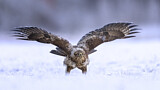 Image. Common Buzzard
