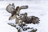 Image. Common Buzzard