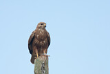 Image. Common Buzzard