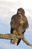 Image. Common Buzzard
