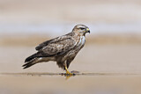 Image. Common Buzzard