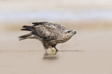 Image. Common Buzzard