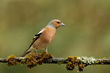 Image. Common Chaffinch