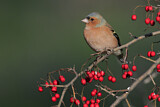 Image. Common Chaffinch