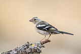 Image. Common Chaffinch
