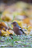 Image. Common Chaffinch