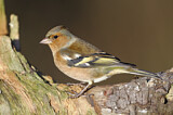 Image. Common Chaffinch
