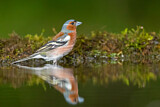 Image. Common Chaffinch