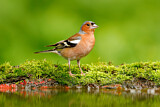 Image. Common Chaffinch
