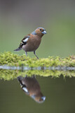Image. Common Chaffinch