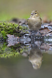 Image. Common Chaffinch
