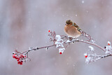 Image. Common Chaffinch
