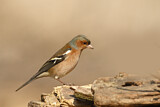 Image. Common Chaffinch