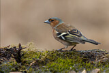 Image. Common Chaffinch