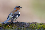 Image. Common Chaffinch