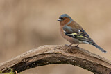 Image. Common Chaffinch