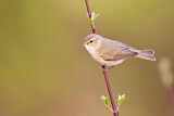 Image. Common Chiffchaff