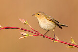 Image. Common Chiffchaff