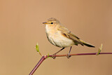 Image. Common Chiffchaff