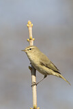 Image. Common Chiffchaff