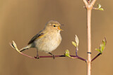 Image. Common Chiffchaff