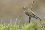 Image. Common Chiffchaff
