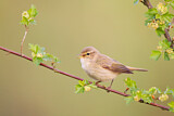 Image. Common Chiffchaff