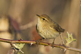 Image. Common Chiffchaff