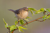 Image. Common Chiffchaff
