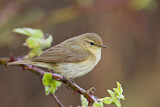 Image. Common Chiffchaff