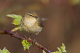 Image. Common Chiffchaff