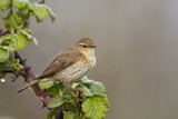 Image. Common Chiffchaff