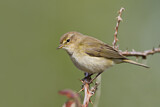 Image. Common Chiffchaff